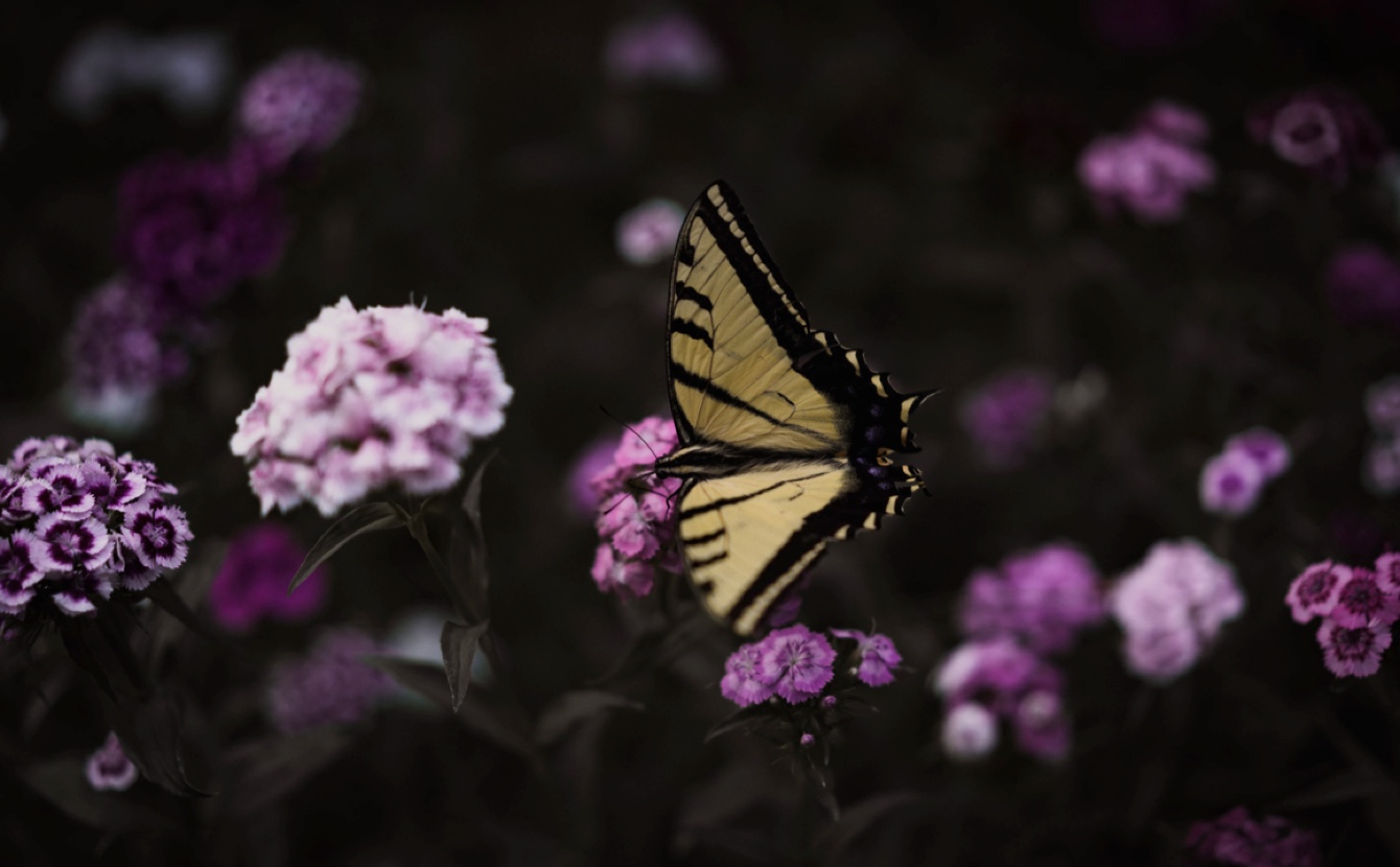 headerimage-10